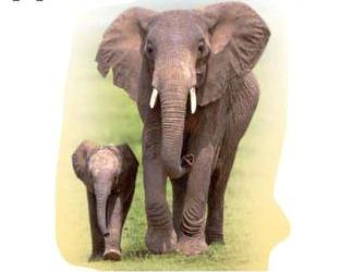 Картинка к материалу: «Внеклассное занятие «30 ноября – Всемирный день слонов» в 7-9 классах»